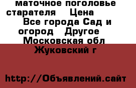 маточное поголовье старателя  › Цена ­ 3 700 - Все города Сад и огород » Другое   . Московская обл.,Жуковский г.
